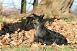 SCOTTISH TERRIER 114